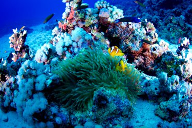 Palyaço balığı, Kızıldeniz