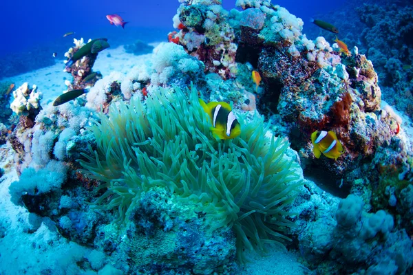 Palyaço balığı, Kızıldeniz