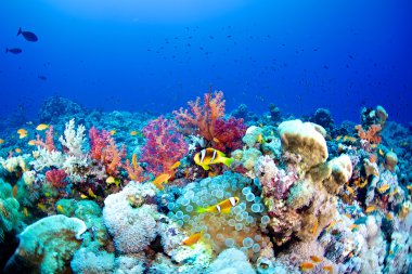 Palyaço balığı, Kızıldeniz