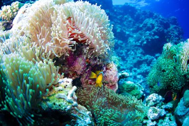 Palyaço balığı, Kızıldeniz