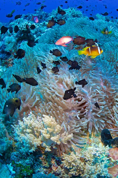 Clown fish of Red Sea — Stock Photo, Image