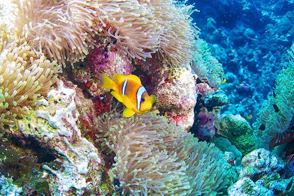 紅海のカクレクマノミ — ストック写真