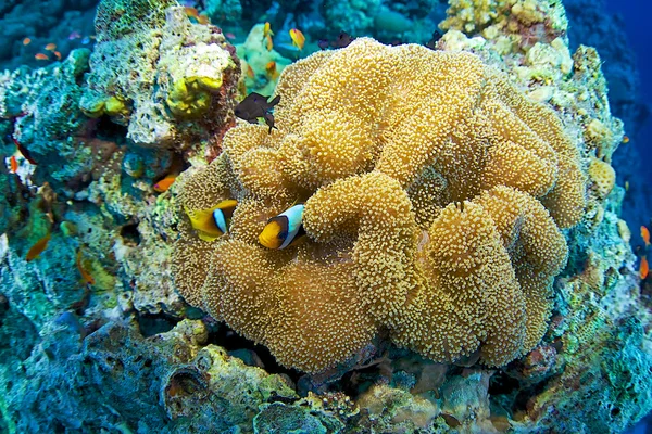 Pesce pagliaccio del Mar Rosso — Foto Stock