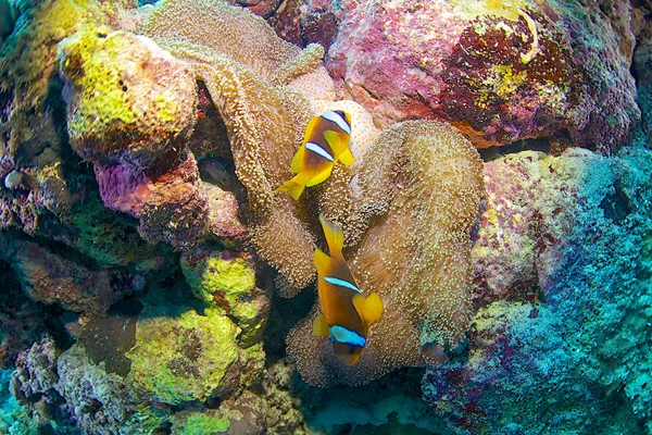 Klaun ryby Rudého moře — Stock fotografie