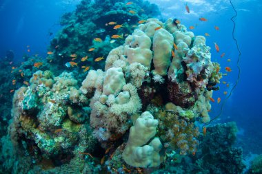 Kızıldeniz jwiles balık