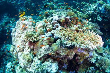 Kızıldeniz jwiles balık