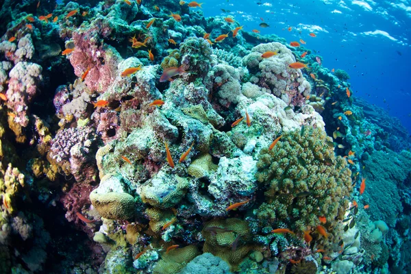 Anteras de peixe do Mar Vermelho — Fotografia de Stock