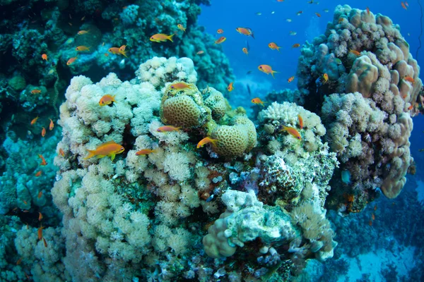 Anteras de peixe do Mar Vermelho — Fotografia de Stock