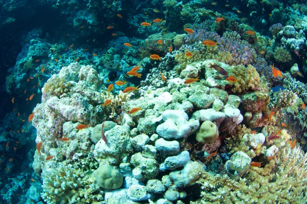 Anteras de peixe do Mar Vermelho — Fotografia de Stock