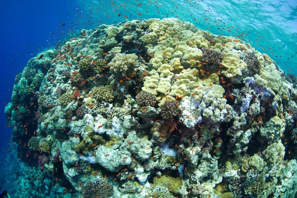 Le antere pescano di Mar Rosso — Foto Stock