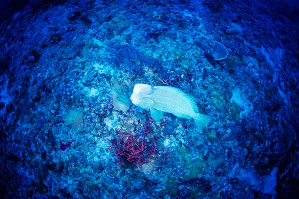 Green humphead parrotfish — Stock Photo, Image