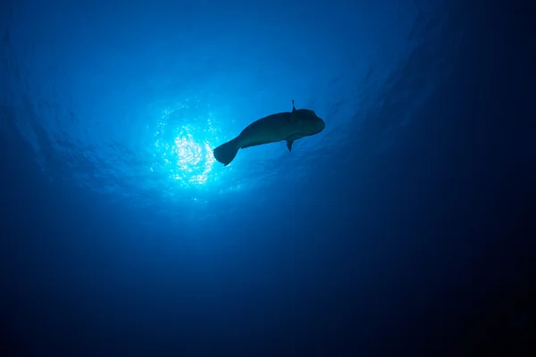 Πράσινο Κυρτοκέφαλης parrotfish — Φωτογραφία Αρχείου