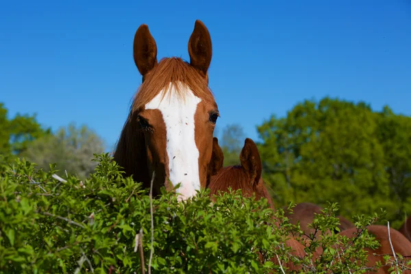 Cavalo e natureza — Fotografia de Stock
