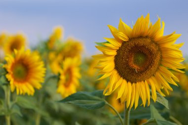 ortak ayçiçeği - Tournesol