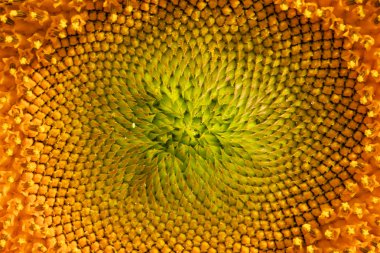 ortak ayçiçeği - Tournesol