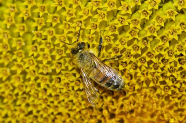 kadın dekoratif Venedik karnaval maskesi