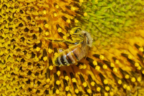 Abeja miel europea —  Fotos de Stock
