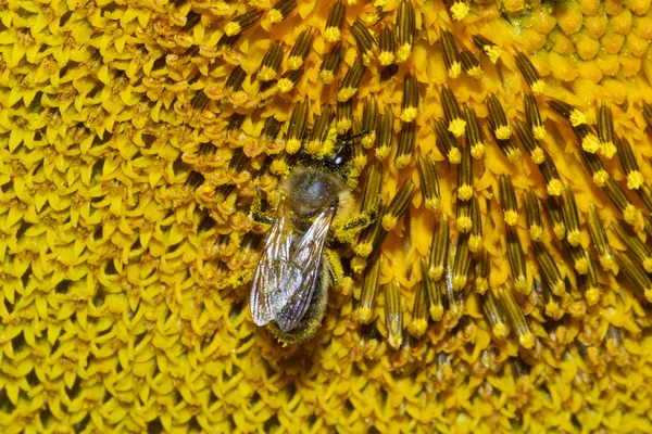 Abeja miel europea —  Fotos de Stock