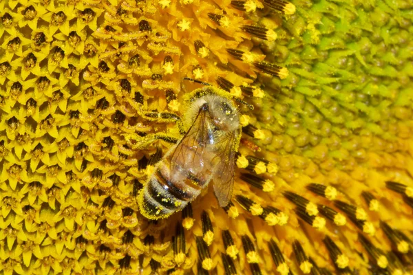 Abeja miel europea —  Fotos de Stock