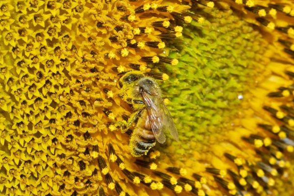 European honey bee — Stock Photo, Image