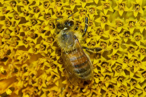 Abeja miel europea —  Fotos de Stock