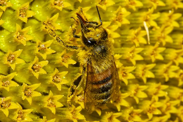 European honey bee — Stock Photo, Image