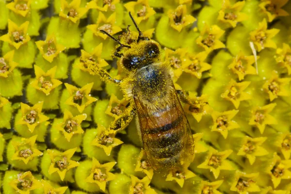 Abeja miel europea —  Fotos de Stock