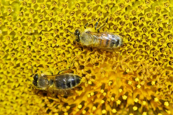 Abeja miel europea — Foto de Stock