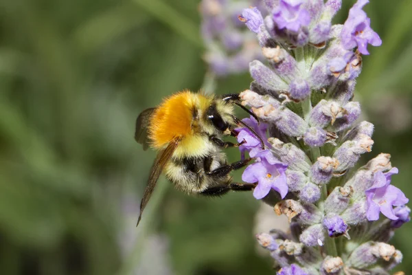 Trzmiel Bourdon (Bombus) — Zdjęcie stockowe