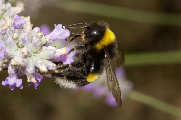 Bumblebee-Bourdon (Bombo ) —  Fotos de Stock