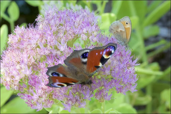Lpidoptre Nymphalidae та квіти — стокове фото