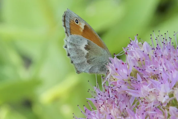 Pyrnia tithonus und Blumen — Stockfoto