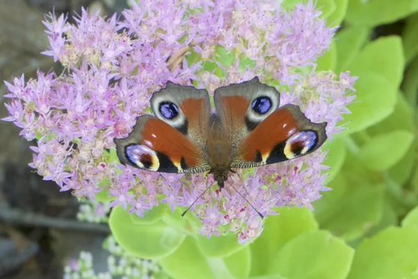 Lpidoptre Nymphalidae та квіти — стокове фото