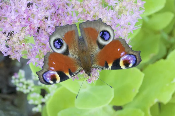 Lpidoptre Nymphalidae та квіти — стокове фото