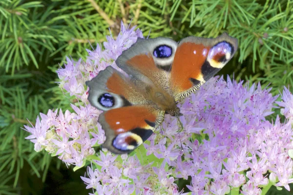 Lpidoptre Nymphalidae та квіти — стокове фото