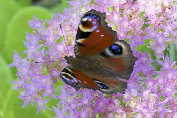 Lpidoptre タテハチョウ科と花 — ストック写真