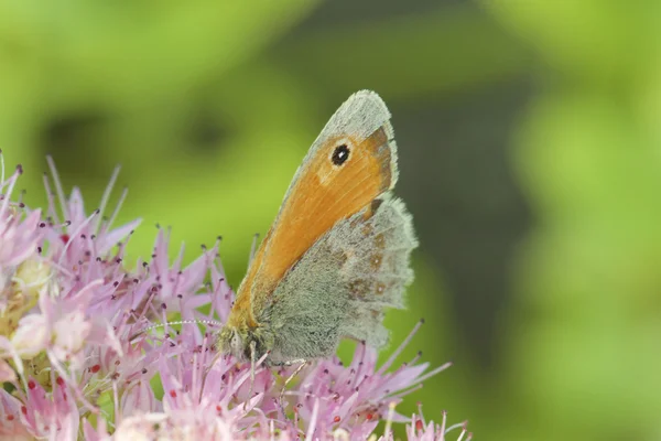 Pyrnia tithonus und Blumen — Stockfoto