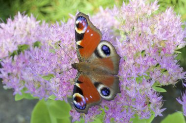 Avrupa tavus kuşu (Lpidoptre Nymphalidae)