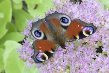 Avrupa tavus kuşu (Lpidoptre Nymphalidae)