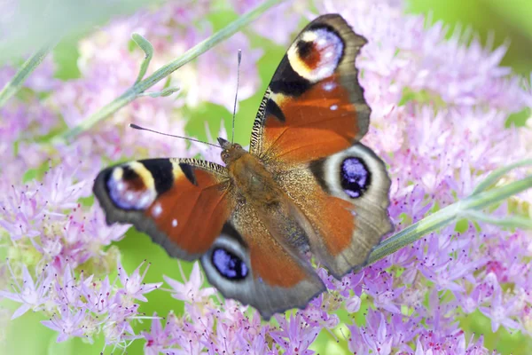 ヨーロッパの孔雀 (タテハチョウ科 Lpidoptre) — ストック写真