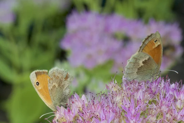 Pförtnerfalter (pyronia tithonus)) — Stockfoto