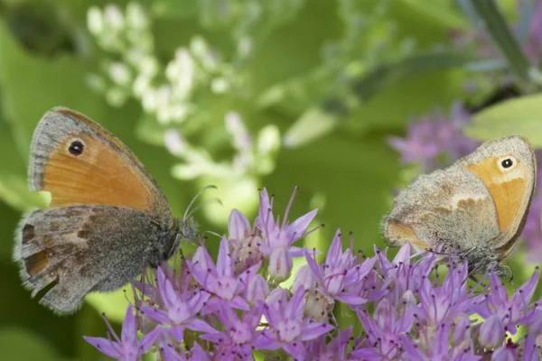 Pförtnerfalter (pyronia tithonus)) — Stockfoto