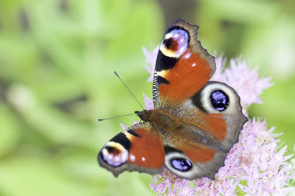 ヨーロッパの孔雀 (タテハチョウ科 Lpidoptre) — ストック写真