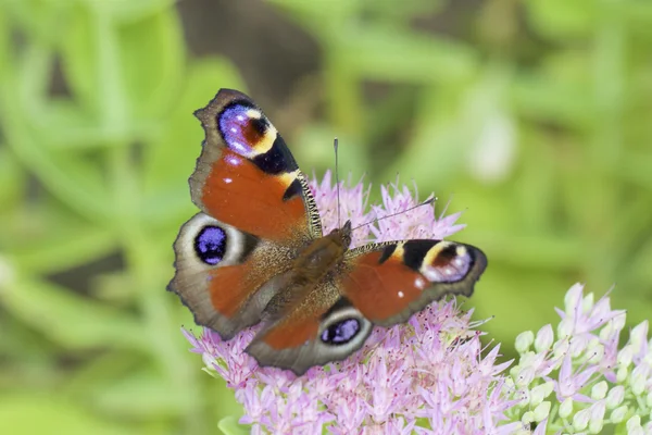 ヨーロッパの孔雀 (タテハチョウ科 Lpidoptre) — ストック写真