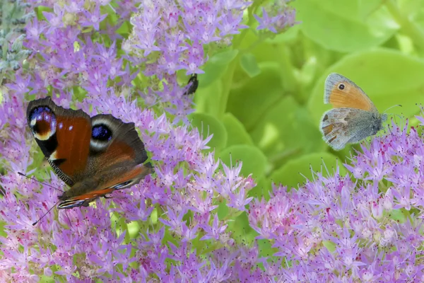 Der europäische Pfau (lpidoptre nymphalidae)) — Stockfoto