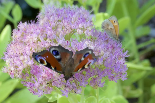 Der europäische Pfau (lpidoptre nymphalidae)) — Stockfoto