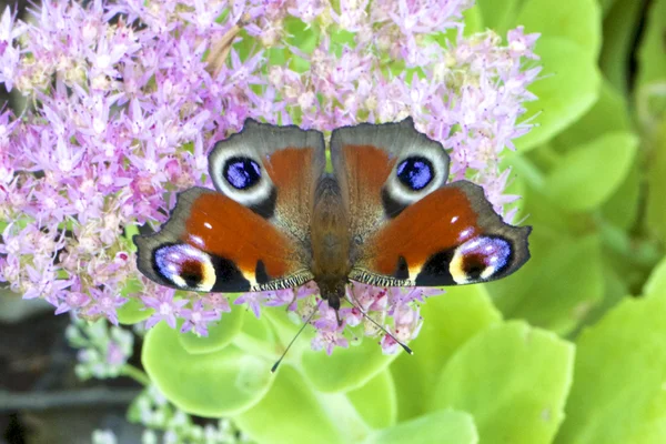 ヨーロッパの孔雀 (タテハチョウ科 Lpidoptre) — ストック写真