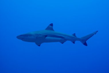 Gümüş uçlu köpekbalığı (carcharhinus albimarginatus)