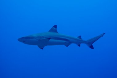 Silvertip shark (carcharhinus albimarginatus) clipart