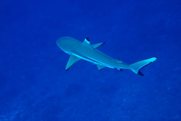 黑鳍礁鲨 (只) — 图库照片